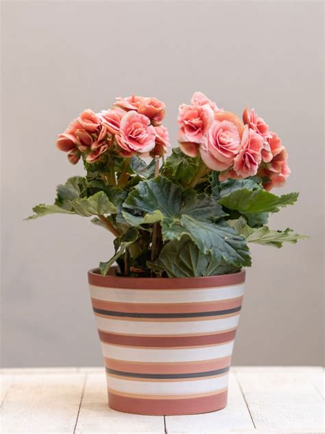 Types Of Begonia House Plants Begonia Rex Macarena | Houseplant For