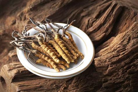 Гриб кордицепс, размножение, описание, места произрастания, лечебный ...