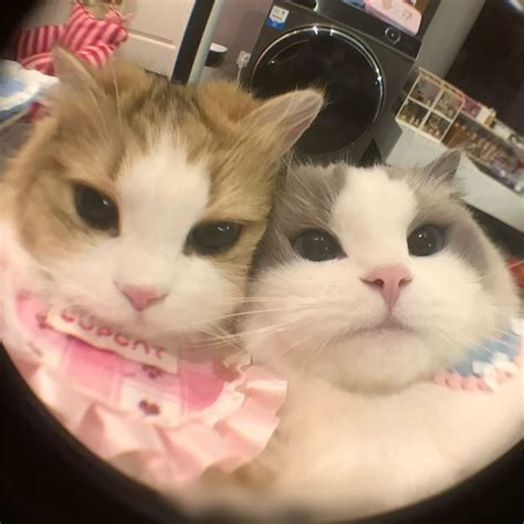 Two Cats Sitting Next To Each Other In Front Of A Camera Lens With One