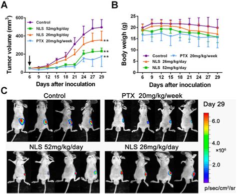 NLS Inhibited Tumor Growth In Human PC3 Xenograft Nude Mouse Model