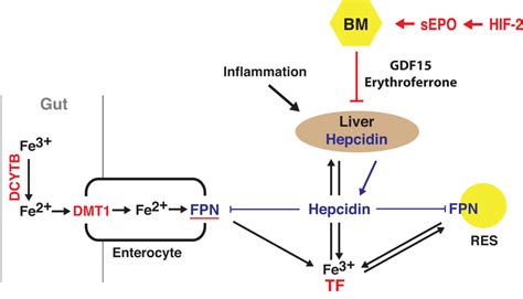 Oxygen Regulation Of Erythropoiesis And Iron Metabolism Haase Lab