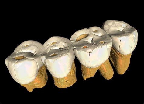 New Insights Into The Biology Of Homo Luzonensis