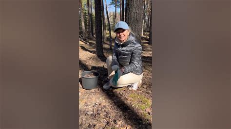 В лес за шишками для мульчирования туй. #свойдом #туи #шишка # ...