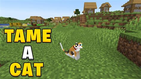 How to tame a cat in Minecraft 1.21 - YouTube