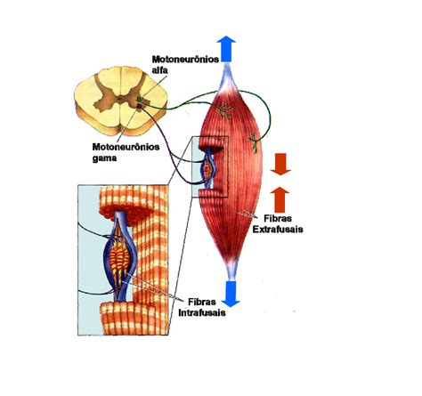 Contração Involuntaria Do Musculo - FDPLEARN