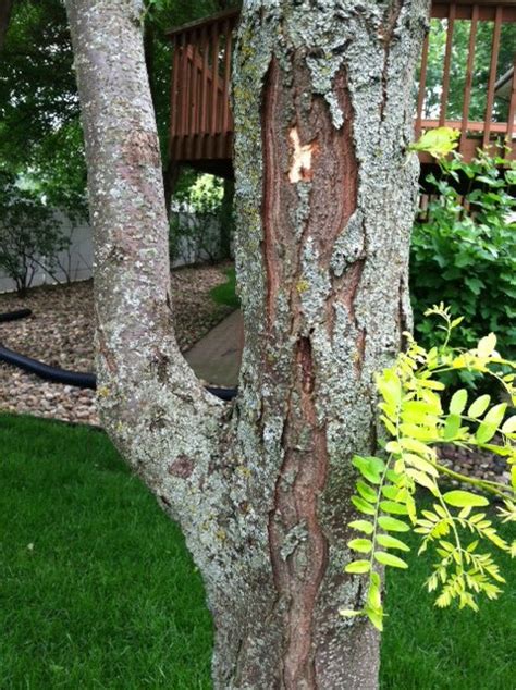 Locust Tree Dying Back Ask Extension