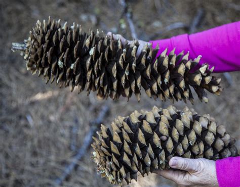 Walking Arizona: Sugar Pine Cones