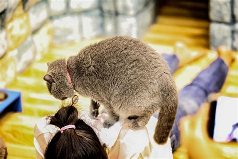 A beautiful domestic cat is resting in a light warm room, a gray