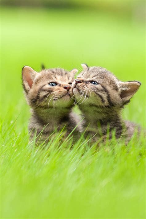 baby animals cute   baby animals
