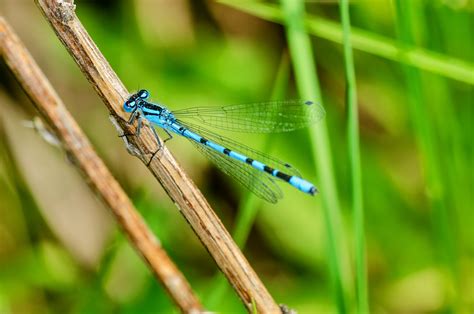 Enallagma Cyathigerum 1 Gemeine Becherjungfer Enallagma Flickr