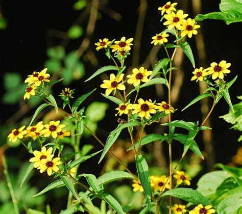 Rudbeckia triloba page