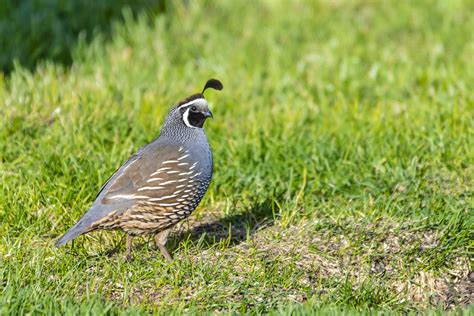 California Quail in the Montana morning sun [3840x2560] [OC] : r/AnimalPorn