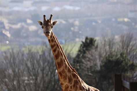 Edinburgh Zoo | Plan your perfect day out