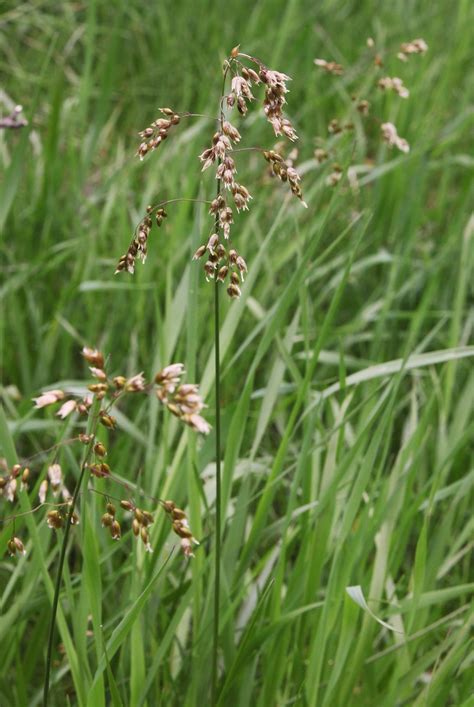 Hierochloe odorata - Изображение особи - Плантариум