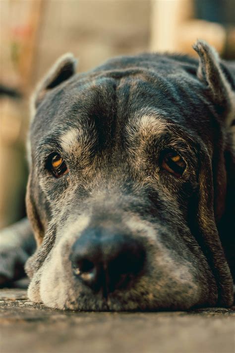 How Long Do Cane Corsos Live Cane Corso Lifespan