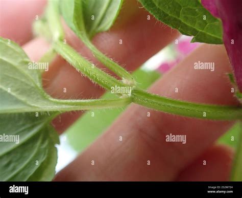 Coastal Hedge Nettle Stachys Chamissonis Stock Photo Alamy