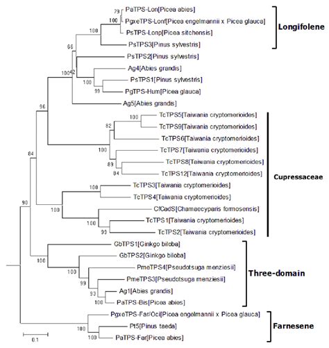 The phylogeny of spermatophyte STSs in the TPS-d subfamily. | Download ...