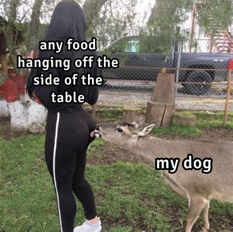 I know you're envious of the deer : r/memes