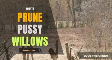 The Ultimate Guide To Growing French Pink Pussy Willows ShunCy