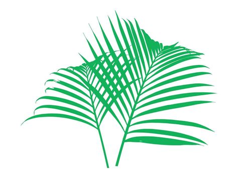 Coconut Leaf Tropical Leaves Illustration 43194793 Vector Art at Vecteezy