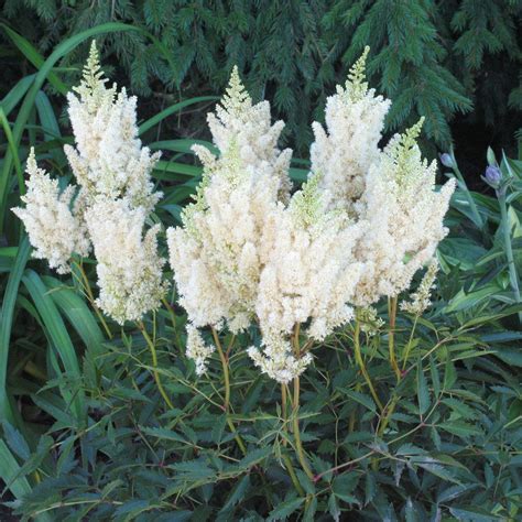 Astilbe White Bridal Veil