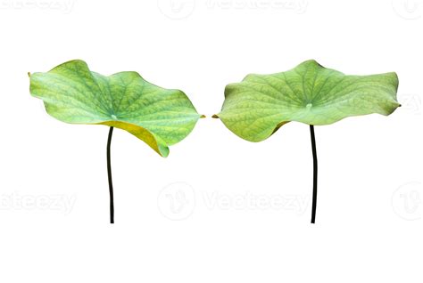 Isolated Waterlily Or Lotus Plants With Clipping Paths Png