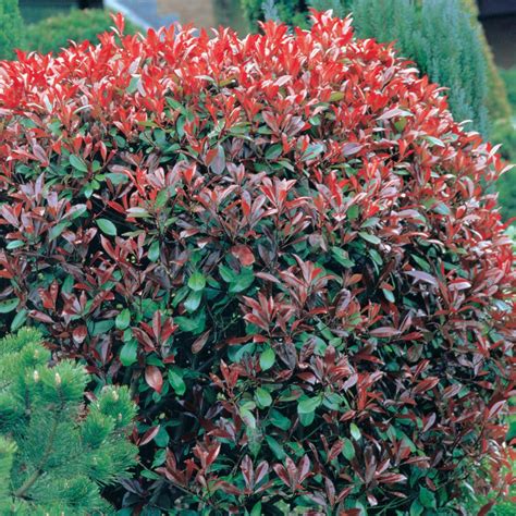 Photinia X Fraseri Magical Volcano Red Robin In Gardentags Plant
