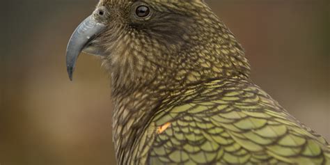 october talk kea conservation trust forest  bird