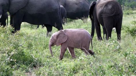 An Extremely Rare Baby Pink Elephant Was Born Rreallifeshinies