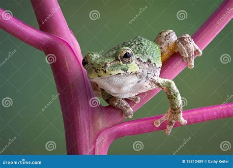 Tree Frog On Pokeweed Stems Stock Image Image Of Animal Amphibian