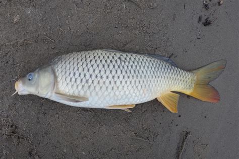 Ben Cantrell's fish species blog: Hobo fishing Missouri part 1