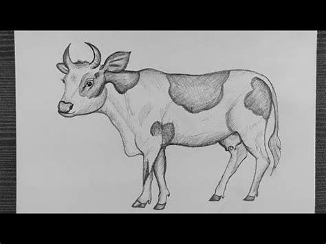 How To Draw A Cow With Pencil || Cow Pencil Drawing || Beautiful Cow Drawing || Pencil Sketching ...