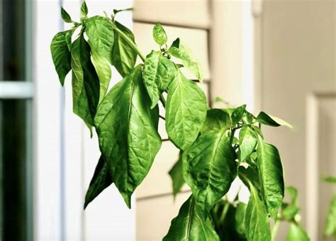 How Do I Know If My Pepper Plant Is Overwatered Gardening Baron