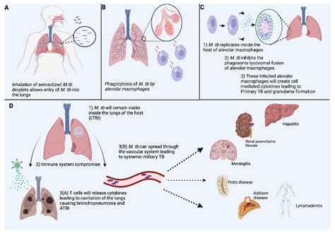 Role Of B Cells In Mycobacterium Tuberculosis Infection