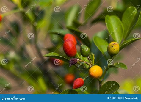 Miracle fruit on tree stock photo. Image of autumn, background - 159711682