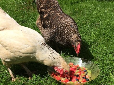 Speckledy For Sale Chickens Breed Information Omlet