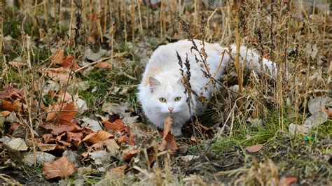 Feral cats are just killing machines