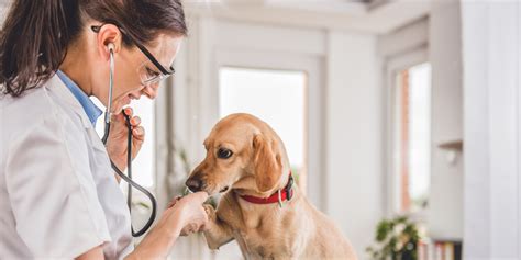 Check Up Veterinário Cuidados De Rotina Faesa