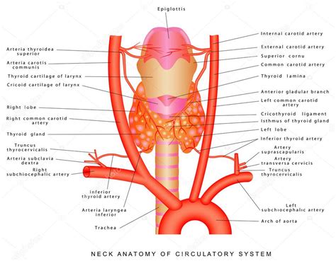 Arterias Del Cuello Anatom A Del Cuello Del Sistema Circulatorio Vista