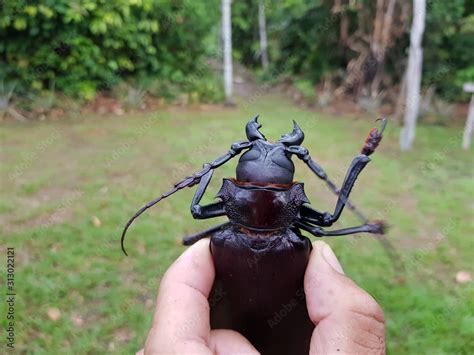 Titan beetle (Titanus giganteus) Cerambycidae family. Location: Near ...