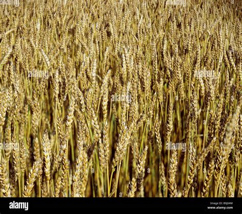 Field Of Triticum Aestivum L Hi Res Stock Photography And Images Alamy