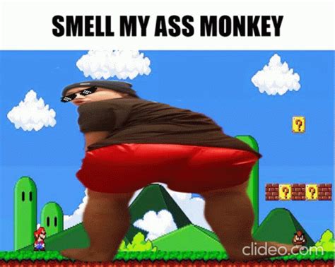 Monkey Smell Monkey Smell Smell My Ass Discover Share GIFs