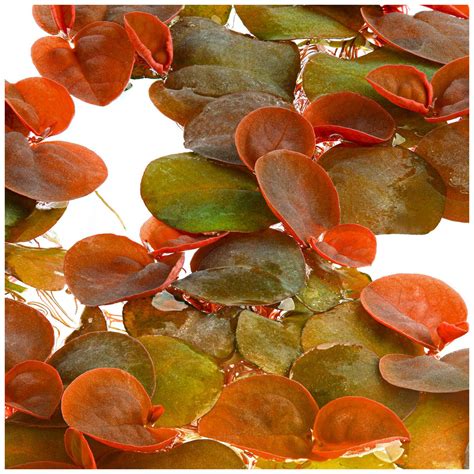 Phyllanthus fluitans | Aquasabi - Aquascaping Shop