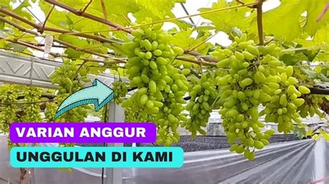 Inilah Varian Anggur Genjah Yang Mudah Untuk Pemula YouTube