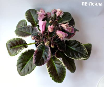 Фиалка ЛЕ-Лейла