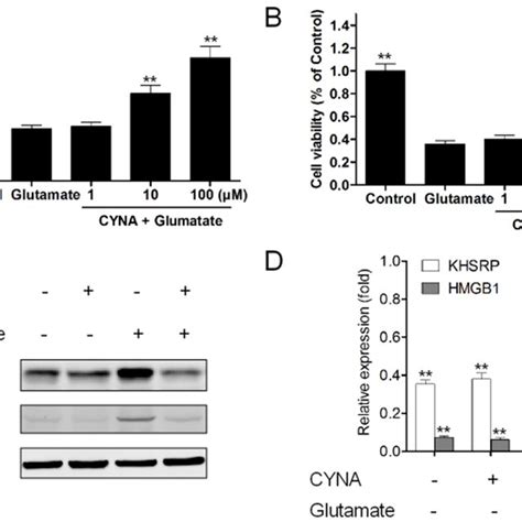 Cyna Protected Against Glutamate Induced Neurotoxicity In Pc12 Cells