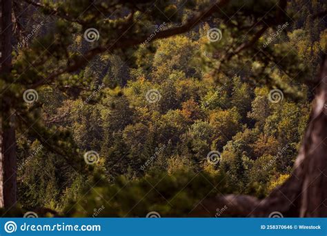 Scenic Nature with Dense Vegetation and Greenery Stock Photo - Image of ...