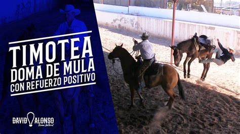 Timotea Doma De Mula Con Refuerzo Positivo YouTube