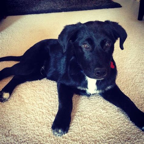 Jack Russell Lab Mix