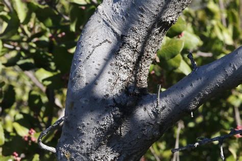 Mount Atlas Mastic Tree Pistache Of Metro Phoenix November